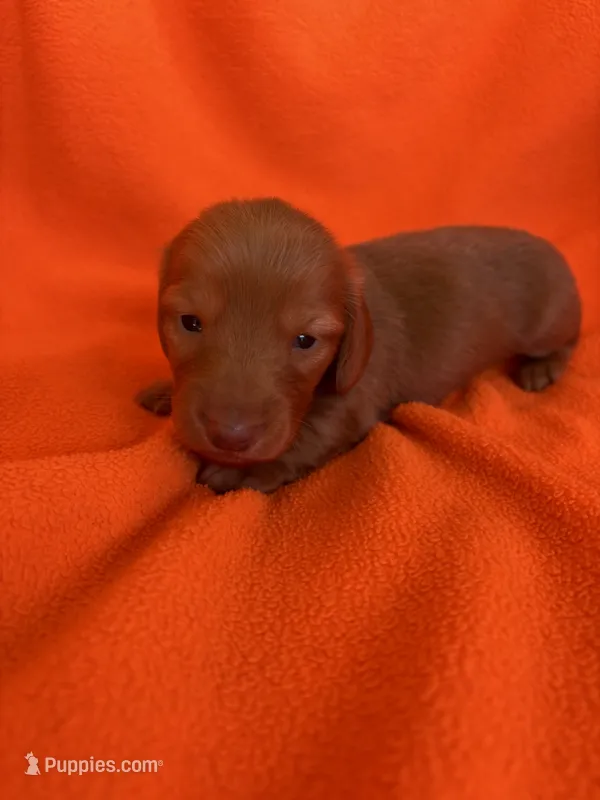AKC Rudy – Miniature Dachshund puppy for sale in Baldwin, FL