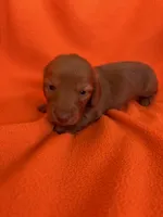AKC Rudy, a male Miniature Dachshund for sale in Baldwin, FL – 1 of 3