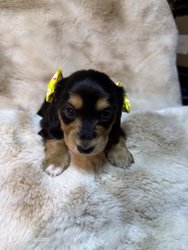 Little socks – Miniature Dachshund puppy for sale in Baldwin, FL