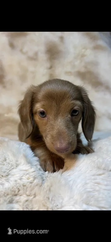 Izzy – Miniature Dachshund puppy for sale in Baldwin, FL