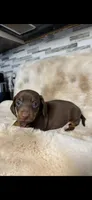 AKC Baby Boo, a male Miniature Dachshund for sale in Baldwin, FL – Photo 2 of 4