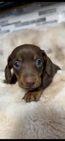 AKC Baby Boo, a male Miniature Dachshund for sale in Baldwin, FL – Photo 1 of 4