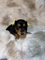 Little socks, a female Miniature Dachshund for sale in Baldwin, FL – 4 of 5