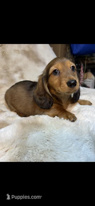 Shaded Cream – Miniature Dachshund puppy for sale in Baldwin, FL