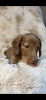 AKC Sweet Issabella, a female Miniature Dachshund for sale in Baldwin, FL – 3 of 6