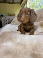 Mr Blue Eyes, a male Miniature Dachshund for sale in Baldwin, FL – Photo 9 of 10