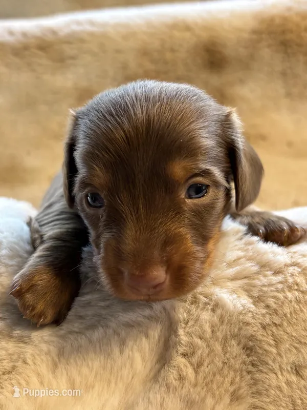 Mr Light – Miniature Dachshund puppy for sale in Baldwin, FL