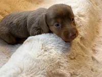 Mr Light, a male Miniature Dachshund for sale in Baldwin, FL – Photo 4 of 5