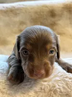 Mr Light, a male Miniature Dachshund for sale in Baldwin, FL – Photo 3 of 5