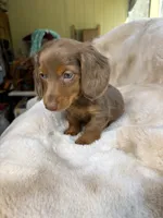 Mr Blue Eyes, a male Miniature Dachshund for sale in Baldwin, FL – Photo 10 of 10