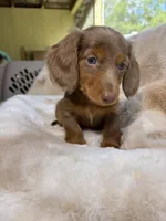 Mr Blue Eyes, a male Miniature Dachshund for sale in Baldwin, FL – Photo 2 of 10