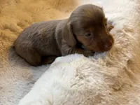 Mr Light, a male Miniature Dachshund for sale in Baldwin, FL – Photo 5 of 5