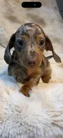 AKC Candy Man, a male Miniature Dachshund for sale in Baldwin, FL – 3 of 3