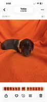 AKC Anna, a female Miniature Dachshund for sale in Baldwin, FL – 3 of 3