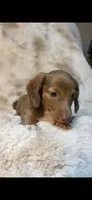 AKC Sweet Issabella, a female Miniature Dachshund for sale in Baldwin, FL – 4 of 6