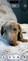 AKC Little Shyler, a male Miniature Dachshund for sale in Baldwin, FL – 6 of 6