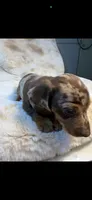 AKC Candy Man, a male Miniature Dachshund for sale in Baldwin, FL – 2 of 3