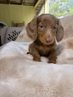 Mr Blue Eyes, a male Miniature Dachshund for sale in Baldwin, FL – Photo 3 of 4
