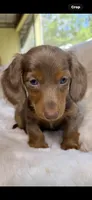 Mr Blue Eyes, a male Miniature Dachshund for sale in Baldwin, FL – Photo 1 of 4