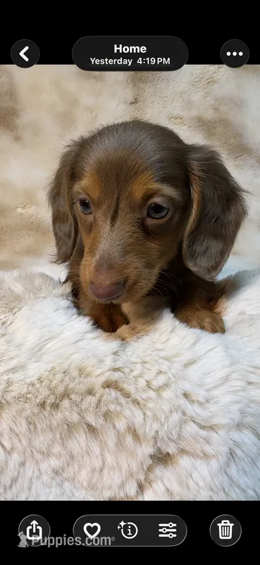 Dapple Boy – Miniature Dachshund puppy for sale in Baldwin, FL