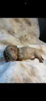 AKC Little Shyler, a male Miniature Dachshund for sale in Baldwin, FL – 4 of 6