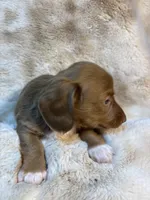 Sweet Issabella, a female Miniature Dachshund for sale in Baldwin, FL – 3 of 3