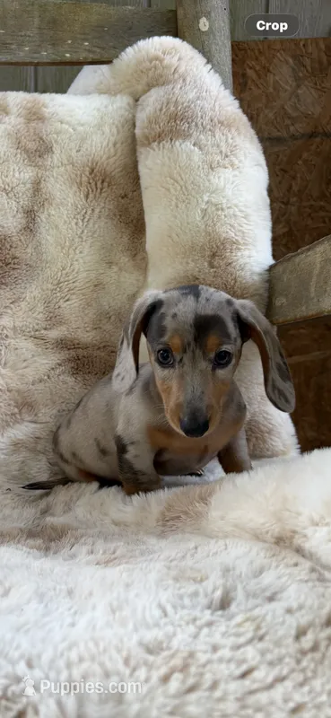 AKC Mr Blue Dapple – Miniature Dachshund puppy for sale in Baldwin, FL