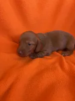 AKC Rudy, a male Miniature Dachshund for sale in Baldwin, FL – 3 of 3