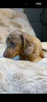 AKC Little Shyler, a male Miniature Dachshund for sale in Baldwin, FL – 5 of 6