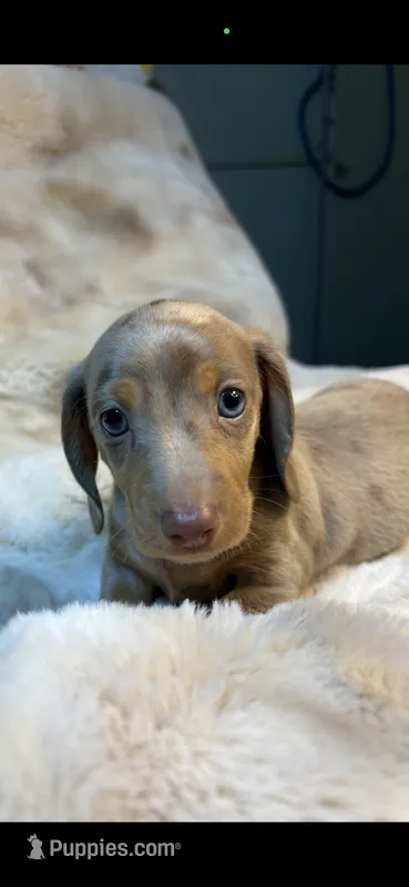 AKC Little Shyler – Miniature Dachshund puppy for sale in Baldwin, FL