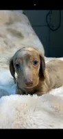 AKC Little Shyler, a male Miniature Dachshund for sale in Baldwin, FL – 1 of 6