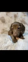 Izzy, a female Miniature Dachshund for sale in Baldwin, FL – 2 of 3