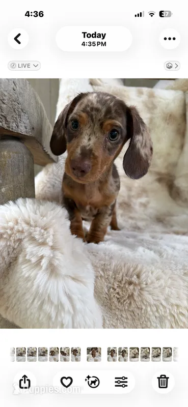AKC Candy Man Chocolate Dapple – Miniature Dachshund puppy for sale in Baldwin, FL