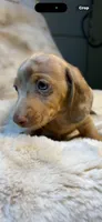 AKC Little Shyler, a male Miniature Dachshund for sale in Baldwin, FL – 3 of 6