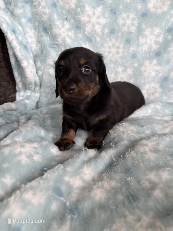 AKC Black Beauty – Miniature Dachshund puppy for sale in Baldwin, FL