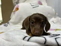 Charlie, a male Miniature Dachshund for sale in Baldwin, FL – Photo 4 of 6
