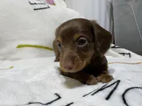 Charlie, a male Miniature Dachshund for sale in Baldwin, FL – Photo 3 of 6