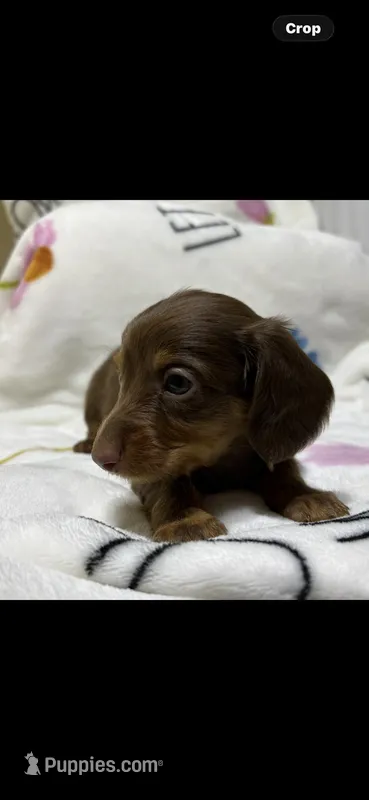 Chan – Miniature Dachshund puppy for sale in Baldwin, FL