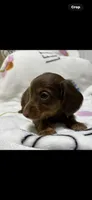 Charlie, a male Miniature Dachshund for sale in Baldwin, FL – Photo 5 of 6
