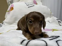 Charlie, a male Miniature Dachshund for sale in Baldwin, FL – Photo 2 of 6