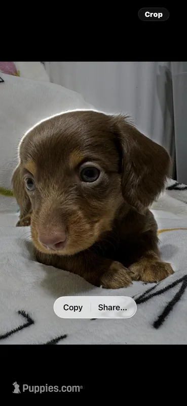 Charlie – Miniature Dachshund puppy for sale in Baldwin, FL