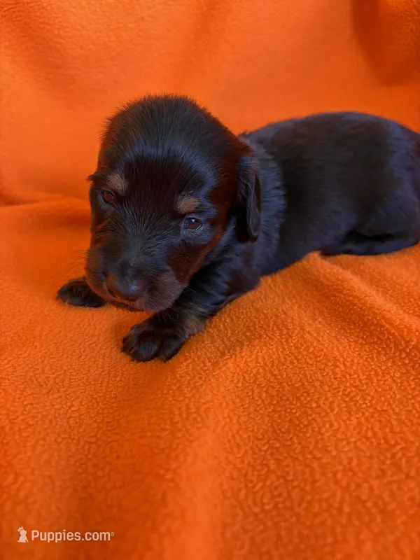 AKC Black Beauty – Miniature Dachshund puppy for sale in Baldwin, FL
