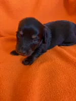 AKC Black Beauty, a female Miniature Dachshund for sale in Baldwin, FL – 1 of 3