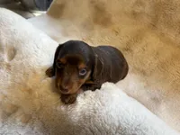 Chocolate Girl, a female Miniature Dachshund for sale in Baldwin, FL – Photo 2 of 5