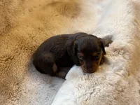 Chocolate Girl, a female Miniature Dachshund for sale in Baldwin, FL – Photo 5 of 5