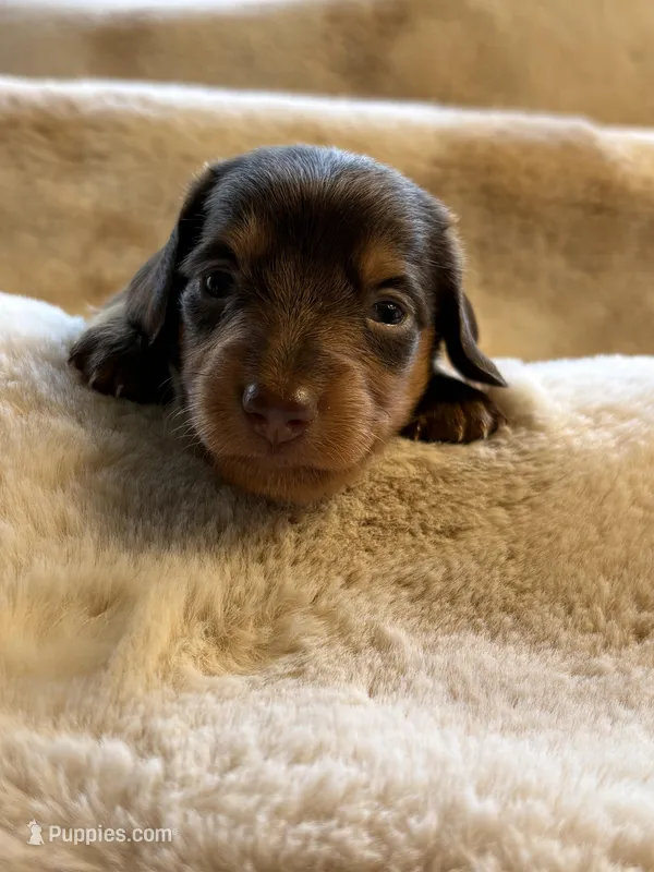 Chocolate Girl – Miniature Dachshund puppy for sale in Baldwin, FL