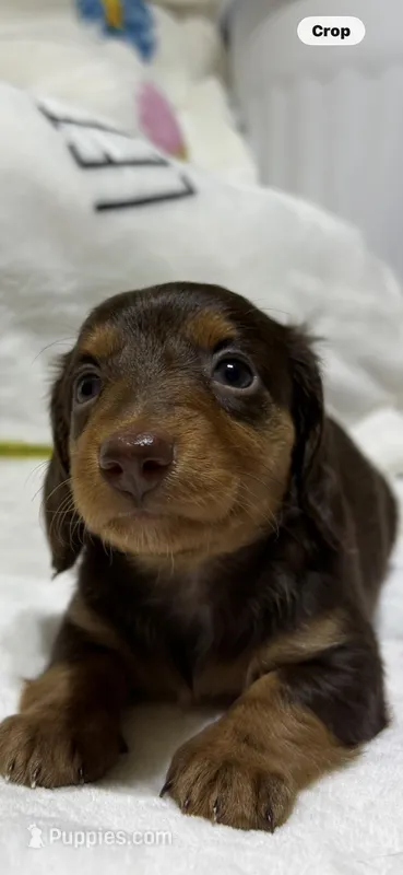 Chocolate Girl – Miniature Dachshund puppy for sale in Baldwin, FL