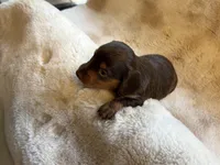 Chocolate Girl, a female Miniature Dachshund for sale in Baldwin, FL – Photo 3 of 5