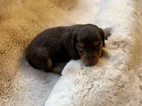 Chocolate Girl, a female Miniature Dachshund for sale in Baldwin, FL – Photo 4 of 5
