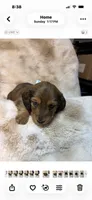 Shaded Cream, a male Miniature Dachshund for sale in Baldwin, FL – 2 of 2